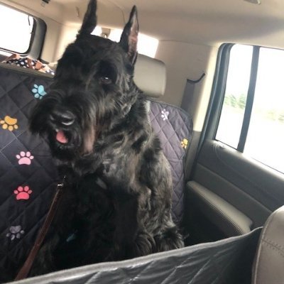 Owned by two Giant Schnauzers that just let me think I run the show!
crzydoglady2@truthsocial.com