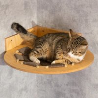 Cats Collection (@catscolect) 's Twitter Profile