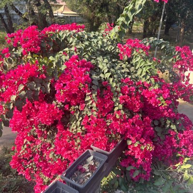 mainville_pj's profile picture. Retired Business Executive traveling the world. Enjoy family /friends, like to give back to the community. Je suis Franco-Ontarien.