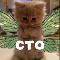 FairyCatCTO (@fairycatcto) 's Twitter Profile
