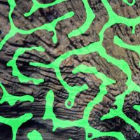Coral Morphologic (@coralmorph) 's Twitter Profile Photo Coral Morphologic (@coralmorph) 's Twitter Profile Photo