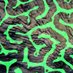 Coral Morphologic (@coralmorph) Twitter profile photo Coral Morphologic (@coralmorph) Twitter profile photo