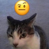 Bear (@bearbeargrrr) 's Twitter Profile