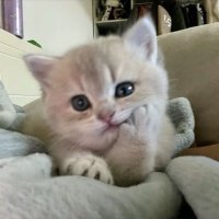 lexi (@ieatmarblesok) 's Twitter Profile