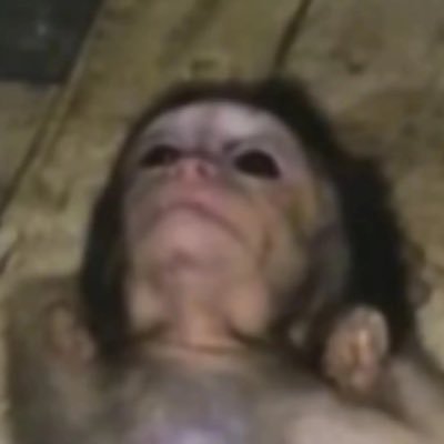 MisterChorts's profile picture. Tu sí, si no quieres, no