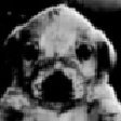 Puppygirl Nation (@pupgirlnation) 's Twitter Profile