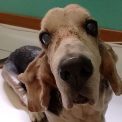 maferflorian's profile picture. Consultora de ECommerce, creo en mi país 🇨🇴, en meterle la ficha y ponerse la 👕Trabajando x las pymes colombianas 💯% #Uribista 💛💙❤️