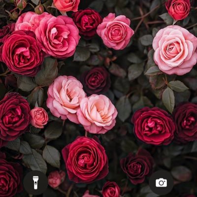 melomelo9's profile picture. 