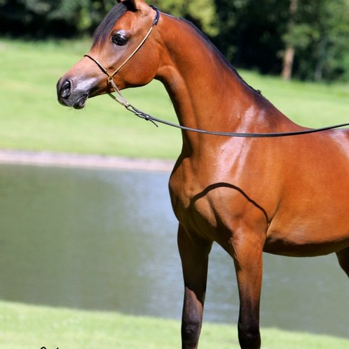 ABU_TALAL79's profile picture. 