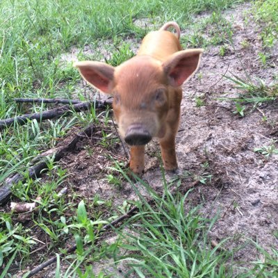Patriot, Independent, Veteran, Regenerative Farmer. Anti-communist.