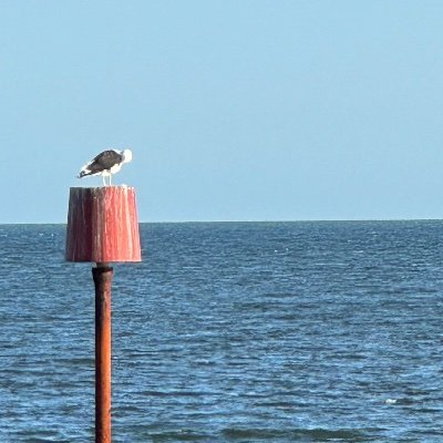 ZvonceLj's profile picture. 