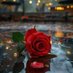 صنعانيه حرة ثائرة عن بعد (@snanyh67252) Twitter profile photo صنعانيه حرة ثائرة عن بعد (@snanyh67252) Twitter profile photo