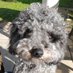 Beau's Mom (@lotff) Twitter profile photo Beau's Mom (@lotff) Twitter profile photo