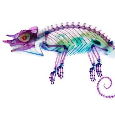 pollaryon's profile picture. 