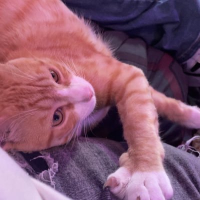 Intuitive-Empath. A lover of romance novels, animals and an all around foodie. Also into astrology, natal charts, and tarot. Leo Sun, Leo Moon, Virgo Rising.