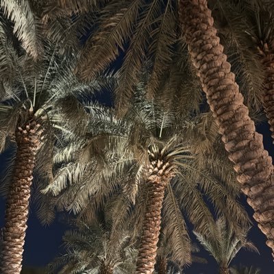 sar1muh's profile picture. - IT || @_PNU_KSA✨-