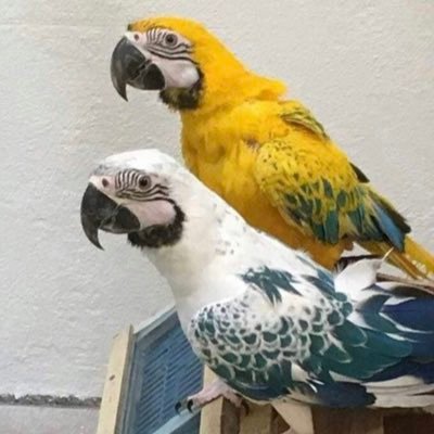 kimaguuuuu's profile picture. 鳥類、哺乳類、 爬虫類(卸し可)鳥類に関しては輸出国各ファームから生後3ヶ月半以内に大学病院内ラボで#PBFD3回オウム病、クラミジア、高病、低病原性鳥インフルエンザ、ニューカッスル病ボルナ1回陰性確認後に輸入いたします。証明書あり#希望者ボルナ可能です一部のファーム携帯07087843218事業所0535401181