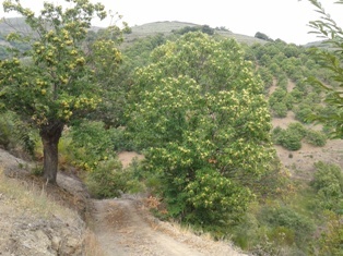 AgroCope Bierzo. Espacio abierto a los profesionales del campo, productos de calidad, ganadería y medio ambiente. Jueves a las 13.10 h. Cope Bierzo 91.7 FM.