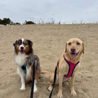 ParentPupper's profile picture. https://t.co/GULX4y0O1T