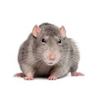 Mischievous rat (@aglabab) 's Twitter Profile