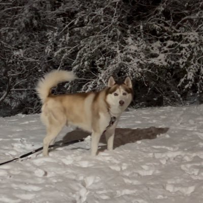 FreedomL59600's profile picture. Perm 🐥 banned 1/21/21.  1 Timothy 2 1-2, 1 Peter 2:17, 2 Chronicles 7:14, Psalm 2:10-11, Proverbs 11:14, Acts 5:29  Forever grateful to God 🙏🏻 1st responders