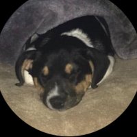 Brandon (@brandonbot8) 's Twitter Profile
