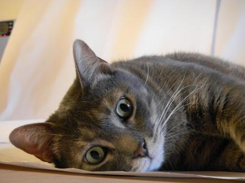Angestellt bei den besten und schönsten Katzen der Welt.