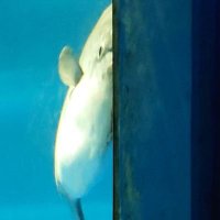 こーすけ (@k_bl_nzi) 's Twitter Profile