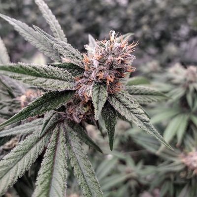 growerythesixth's profile picture. This is MrMontGrowery Grow, and this is my bio.
I've been growing for about 6 years now, got some XP now. However still got a lot to learn💪🫡