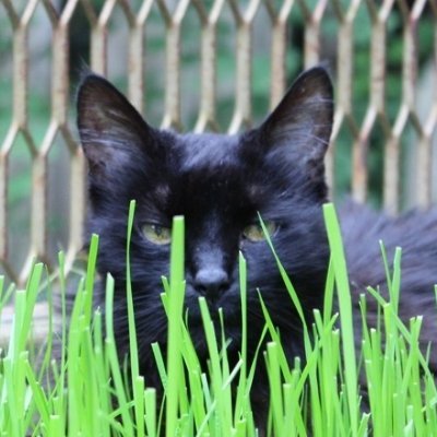 🌷 #Gardening #cats #amwriting #folklore #fairytales #mythology