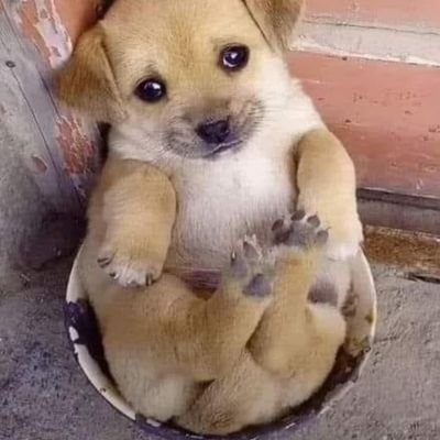 hatchindesu's profile picture. Zé Mixirico