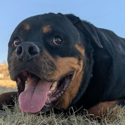 White1124H's profile picture. i'm old. dog dad. own several guns. drive a pick up truck. hate crypto scammers. old school and cautious.  if that bothers you go elsewhere.