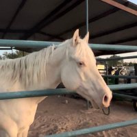 🇺🇸 🦅 Chica 🦅🇺🇸🐴🐶🐷🐐 (@mamalouies) 's Twitter Profile Photo 🇺🇸 🦅 Chica 🦅🇺🇸🐴🐶🐷🐐 (@mamalouies) 's Twitter Profile Photo