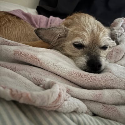 RobynRn3's profile picture. disabled nurse, multifocal small fiber neuropathy, POTS, dysautonomia, love of all critters great and small