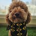 dogcute (@dogfourfud) Twitter profile photo dogcute (@dogfourfud) Twitter profile photo
