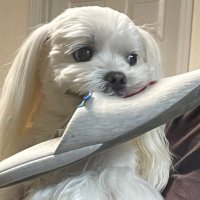 八月朔日(HOZUMI) (@hozumi_o8o1) 's Twitter Profile