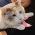 Panko A. Cat’s Mom (@fatfatpankocat) Twitter profile photo Panko A. Cat’s Mom (@fatfatpankocat) Twitter profile photo