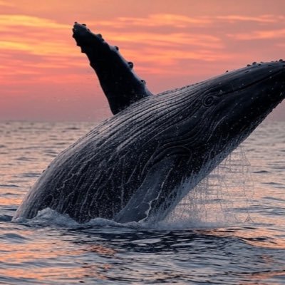 whaleoffortune8's profile picture. 