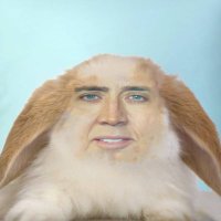 Augustine- Nicholas cage bunny of shedtwt (@_memowe_) 's Twitter Profile