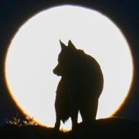 𐱅𐰇𐰼𐰚 🇹🇷 (@alperen78_) 's Twitter Profile Photo 𐱅𐰇𐰼𐰚 🇹🇷 (@alperen78_) 's Twitter Profile Photo