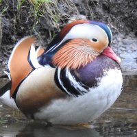 Tolka Branch Birdwatch Ireland (@dublinbirding) 's Twitter Profile