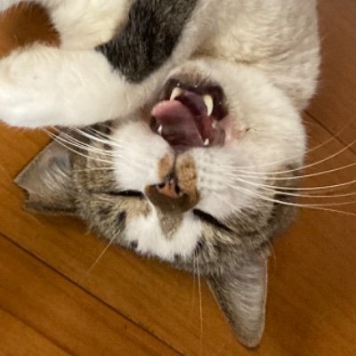 ゑかるてさんのプロフィール画像
