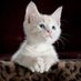 Cat 🐱 🆇 (@cartesian0) Twitter profile photo Cat 🐱 🆇 (@cartesian0) Twitter profile photo