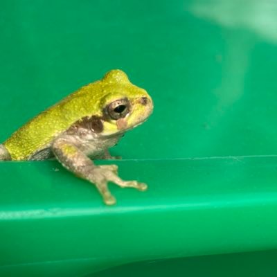 kurotsugumi9999's profile picture. イラスト描いてます