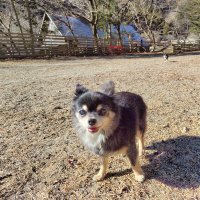 迷子犬チワワ探してます。 (@kaec925) 's Twitter Profile Photo 迷子犬チワワ探してます。 (@kaec925) 's Twitter Profile Photo