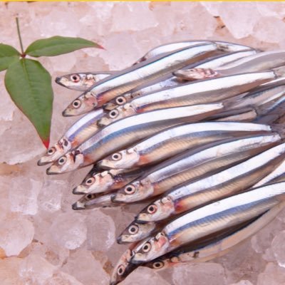 kibinagotabetai's profile picture. 政治ウォッチ垢。 綺麗な海の近くに住んでいる二児の母です。子供達に年少扶養控除を、私に配偶者控除を返して。