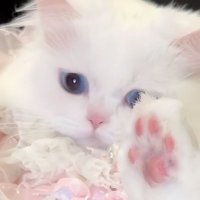 a♡プロカ必読 (@l996_juuu) 's Twitter Profile