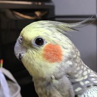 yito (@yito252196) 's Twitter Profile
