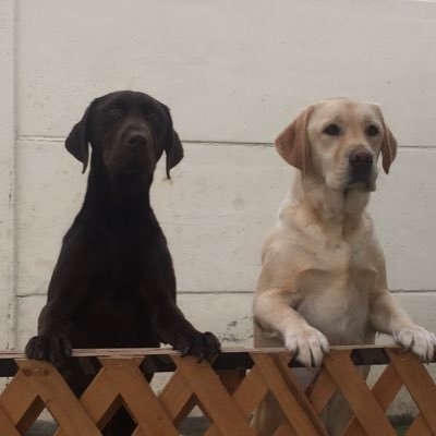 rhsepulveday's profile picture. Independiente. El corazón está al lado izquierdo 😉. Se insulta y bloquea a los ahueonaos y fachos qlos. Troll si es necesario.