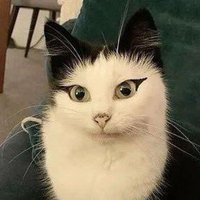 MeharAyesha🤲🏻🇵🇸 (@meharayesha345) 's Twitter Profile Photo MeharAyesha🤲🏻🇵🇸 (@meharayesha345) 's Twitter Profile Photo